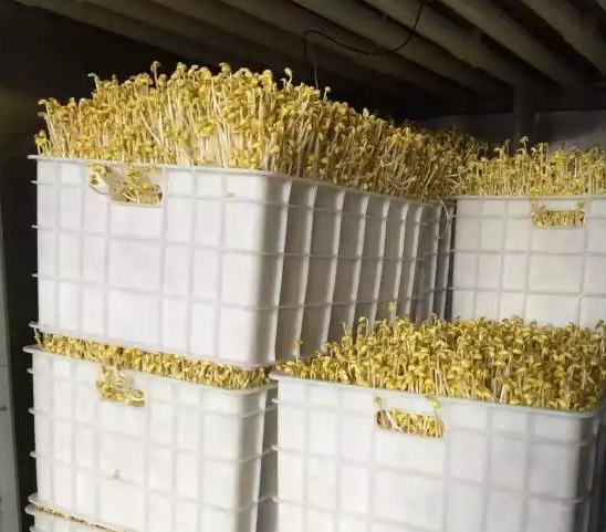 使用豆芽機生長黃豆芽方法 使用豆芽機生長黃豆芽方法