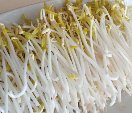無公害豆芽機豆貴妃