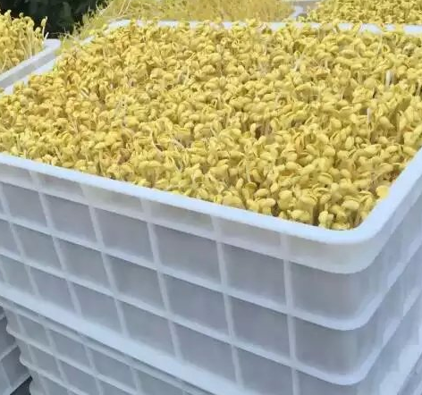綠豆芽和黃豆芽怎么使用機器生產 綠豆芽和黃豆芽怎么使用機器生產