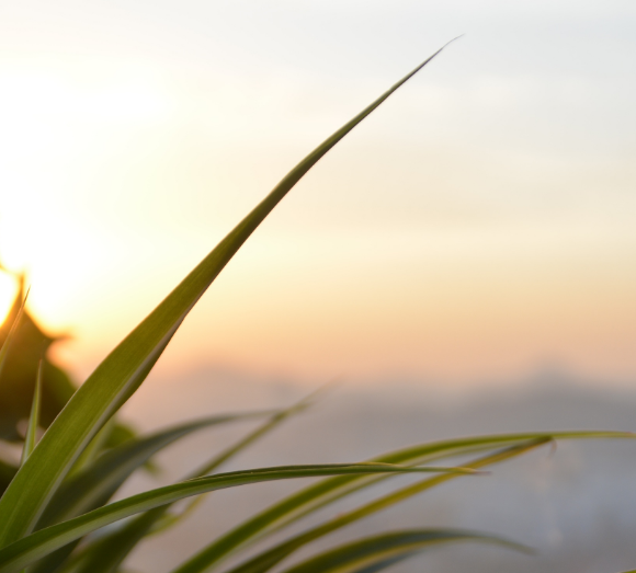 豆貴妃豆腐機(jī)