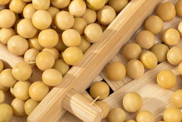 用豆芽機(jī)做豆芽應(yīng)該用什么樣的大豆