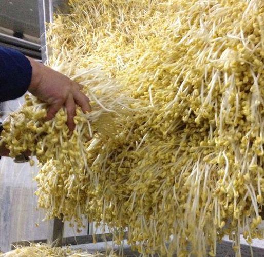 豆貴妃豆芽機(jī)做的豆芽